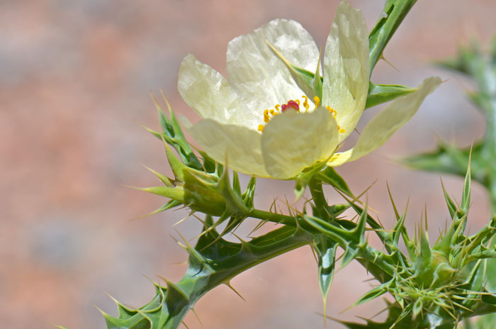 Argemone gracilenta, Sonoran Pricklypoppy